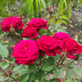 Красивые розы штамбовые, высылаем по Украине